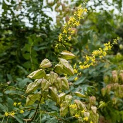 Savonnier -Promos Arbozine Boutique ADO 028353 4 1706696506942