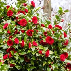 Camélia Du Japon Black Lace