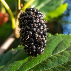 Mûrier à Grandes Feuilles -Promos Arbozine Boutique ADO 7901 4 1700144403930