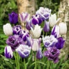 20 Tulipes Paradis En Mélange -Promos Arbozine Boutique DER 031433 1 1706797679344