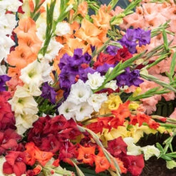 Pack De 312 Bulbes 13 Pack De 312 Bulbes -Promos Arbozine Boutique HOR 020111 3 1708515156926