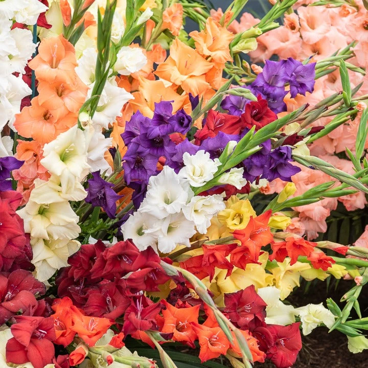 Pack De 312 Bulbes 6 Pack De 312 Bulbes – Image 4