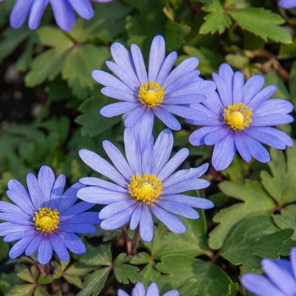 Pack De 312 Bulbes 9 Pack De 312 Bulbes – Image 7