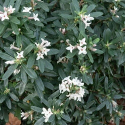 Daphne Transatlantica Eternal Fragrance Blafra 6 Daphne Transatlantica Eternal Fragrance Blafra -Promos Arbozine Boutique HOR 031555 2 1705330822015