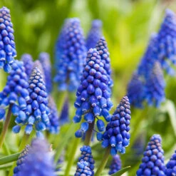 100 Bulbes De Fleurs Running Wild En Mélange -Promos Arbozine Boutique MON 031435 5 8263200a 5a9b 4744 b302 4bdbcdad2a63 1706797818309