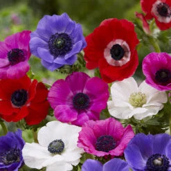 100 Bulbes De Fleurs Running Wild En Mélange -Promos Arbozine Boutique MON 031435 9 1706797836655