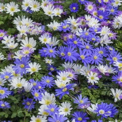 100 Bulbes De Fleurs 6 Mois De Fleurs En Mélange -Promos Arbozine Boutique MON 031436 4 1706797909205