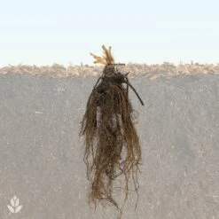 Fraisier Remontant Maestro ® -Promos Arbozine Boutique QL Fraisiers WIL 1708002379587