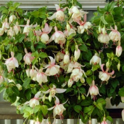 3 Fuchsias Résistants Au Gel Annabel -Promos Arbozine Boutique VIS 001838 4 1706697753052