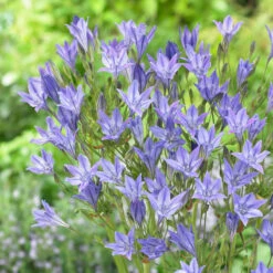 Pack De 312 Bulbes 12 Pack De 312 Bulbes -Promos Arbozine Boutique VIS 020111 2 1708515178963