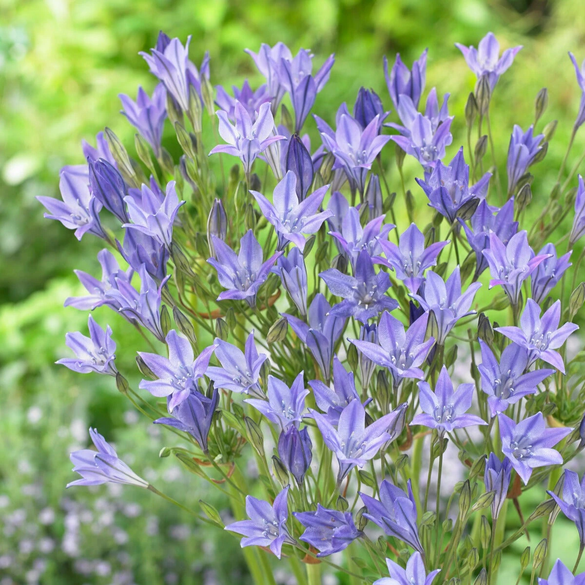 Pack De 312 Bulbes 5 Pack De 312 Bulbes – Image 3