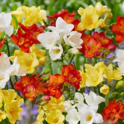 Pack De 312 Bulbes 15 Pack De 312 Bulbes -Promos Arbozine Boutique VIS 020111 5 1708515223824