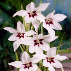 Pack De 312 Bulbes 17 Pack De 312 Bulbes -Promos Arbozine Boutique VIS 020111 7 1708515229967