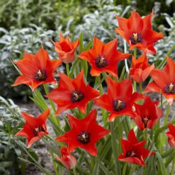 100 Bulbes De Fleurs 6 Mois De Fleurs En Mélange -Promos Arbozine Boutique VIS 031436 10 1706797955783