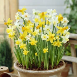 100 Bulbes De Fleurs 6 Mois De Fleurs En Mélange -Promos Arbozine Boutique VIS 031436 9 1706797950431