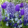 40 Bulbes De Fleurs Bordure Bleue En Mélange 1 40 Bulbes De Fleurs Bordure Bleue En Mélange -Promos Arbozine Boutique VIS 031444 1 1706798305362