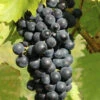Vigne Muscat Bleu -Promos Arbozine Boutique VIT 031554 1 1706624685783