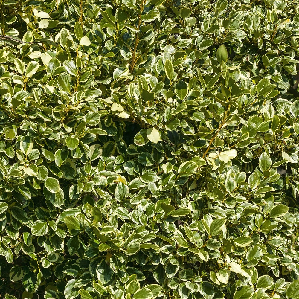 Griseline Du Littoral Variegata 4 Griseline Du Littoral Variegata – Image 2