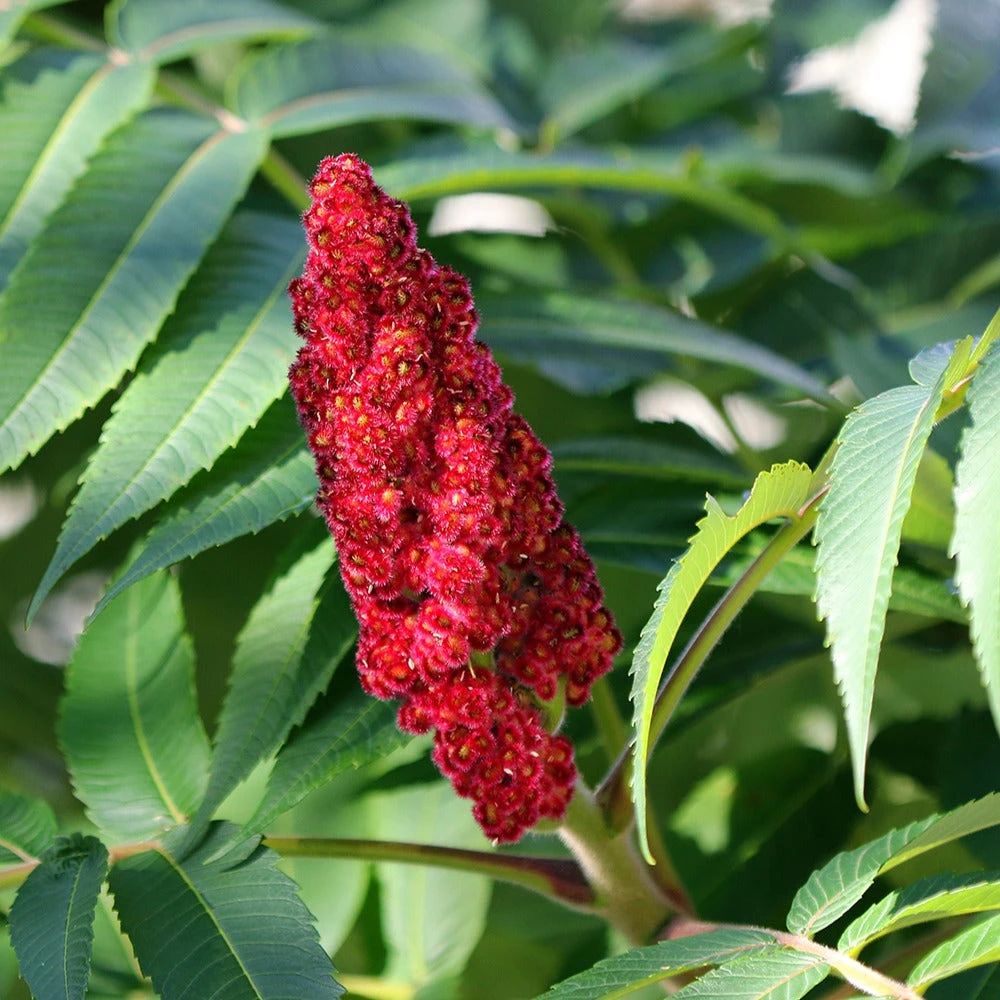 Sumac De Virginie 4 Sumac De Virginie – Image 2