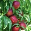 Nectarine Big Top 1 Nectarine Big Top -Promos Arbozine Boutique ado 103516 1