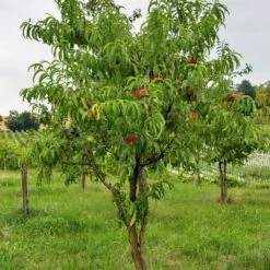 Promos Arbozine Boutique -Promos Arbozine Boutique ado 103516 2