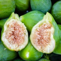 Promos Arbozine Boutique -Promos Arbozine Boutique ado 103517 2