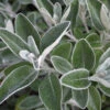 Senecio Compacta Drysdale -Promos Arbozine Boutique ado 103559 1