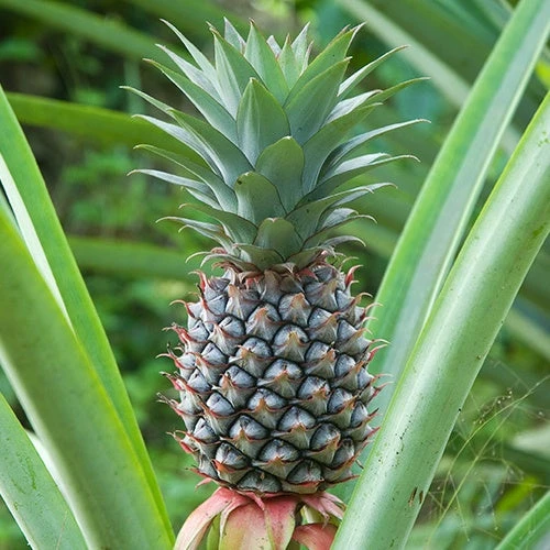 Ananas 3 Ananas