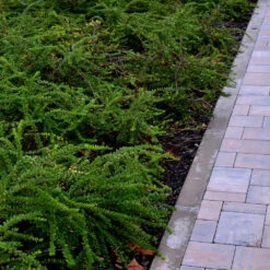 Chèvrefeuille à Feuilles De Buis -Promos Arbozine Boutique ado 111559 2