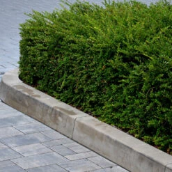 Chèvrefeuille à Feuilles De Buis -Promos Arbozine Boutique ado 111559 3