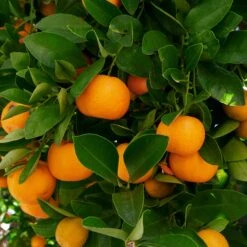 Calamondin 5 Calamondin -Promos Arbozine Boutique ado 112540 1