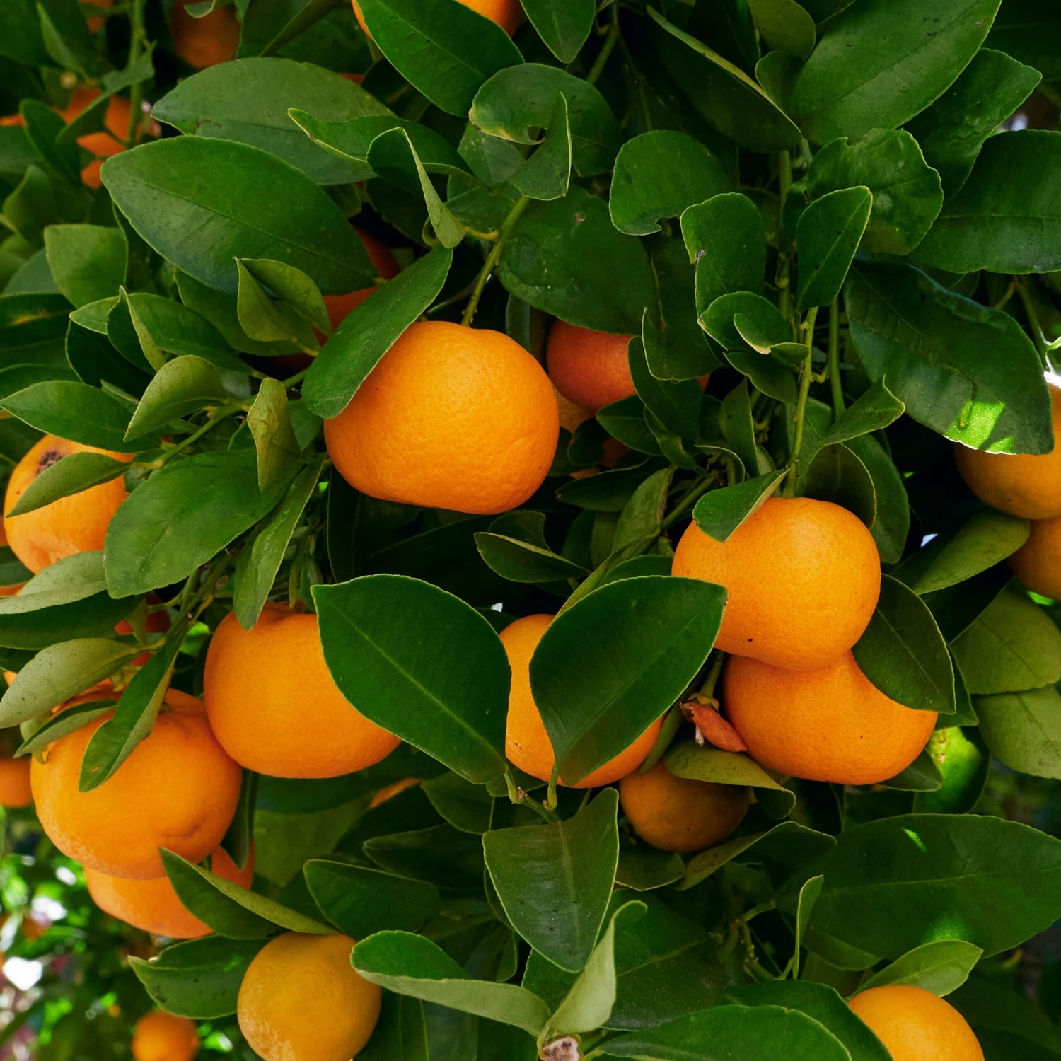 Calamondin 4 Calamondin â Image 2