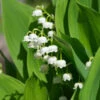 Muguet Blanc -Promos Arbozine Boutique ado 25916 5 1706180505305