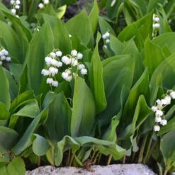 Muguet Blanc 8 Muguet Blanc -Promos Arbozine Boutique ado 25916 7 1705410392887