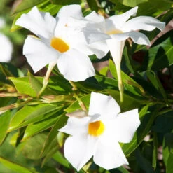 Jasmin Du Brésil Blanc - Dipladenia -Promos Arbozine Boutique ado 38794 8 1700060925700