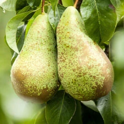 Mini-poirier Conférence -Promos Arbozine Boutique ado 71305 4