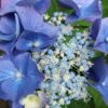 Hortensia Teller Blue 1 Hortensia Teller Blue -Promos Arbozine Boutique ado 90545 4