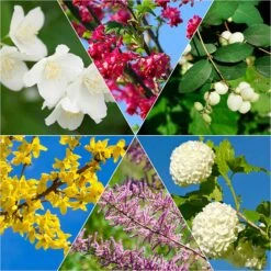 Collection Haie Des Quatre Saisons #2