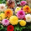 5 Dahlias à Grandes Fleurs Mammoth En Mélange -Promos Arbozine Boutique bak 31631 1