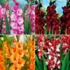40 Glaïeuls à Grandes Fleurs Vivre En Mélange -Promos Arbozine Boutique bak 37824 1