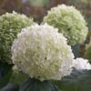 Hortensia Strong Annabelle 2 Hortensia Strong Annabelle -Promos Arbozine Boutique bak 41948 1