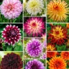 10 Dahlias The Ten En Mélange -Promos Arbozine Boutique bak 44612 1 1706171530833