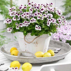 6 Pelargoniums Odorants Mosquitaway Lizzy Et Eva En Mélange -Promos Arbozine Boutique bak 54152 3 1706536416316