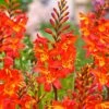 10 Crocosmia Prince Of Orange