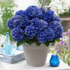 Hortensia Blue Boogie Woogie®
