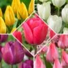 50 Tulipes Happy Garden En Mélange 2 50 Tulipes Happy Garden En Mélange -Promos Arbozine Boutique bak 74707 1