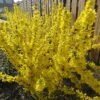 Forsythia Mikador -Promos Arbozine Boutique bak 80176 1