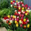 30 Tulipes 60 Days Of Tulips En Mélange -Promos Arbozine Boutique bak 83027 1