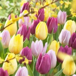 30 Tulipes 60 Days Of Tulips En Mélange -Promos Arbozine Boutique bak 83027 3