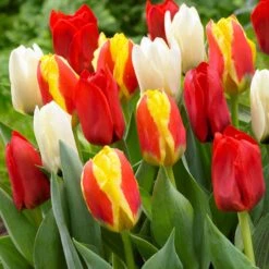 30 Tulipes 60 Days Of Tulips En Mélange -Promos Arbozine Boutique bak 83027 4